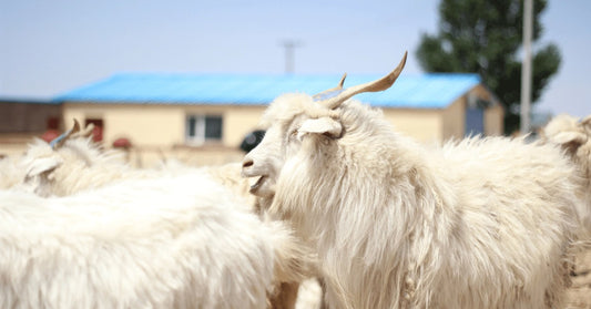 Visites et audits des fermes | Printemps 2023